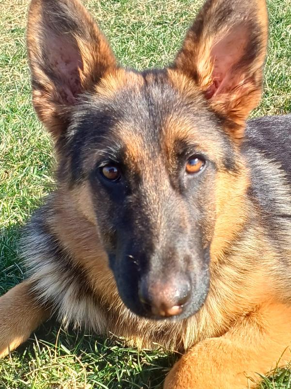 Noemi, Pastore Tedesco Disabile; Adozione Del Cuore